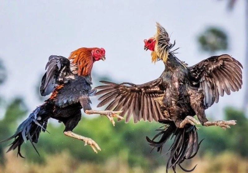 Find out some information about what is the cockfighting app