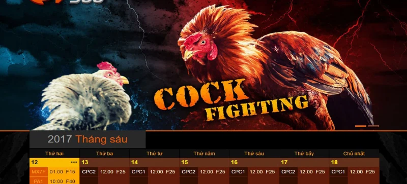 Instructions on how to download a simple cockfighting app for players